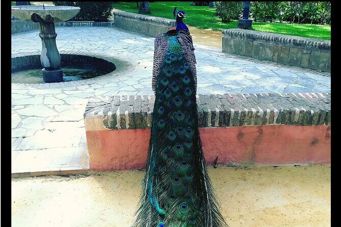 Alcazar and Cathedral of Seville Private Tour - Who should book this private Alcázar + Cathedral tour?