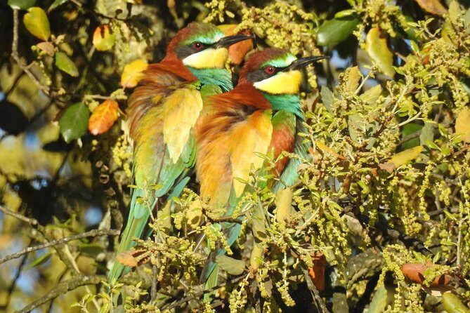 Birding & Photography Day Trip to Doñana from Seville - Why Doñana works so well for birding and photos