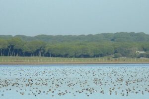 Birding & Photography Day Trip to Doñana from Seville - The habitat tour: marshlands, umbrella pines, and rice paddies