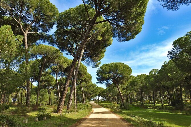 Birding & Photography Day Trip to Doñana from Seville - Parque Nacional de Doñana: your main 8-hour birding session