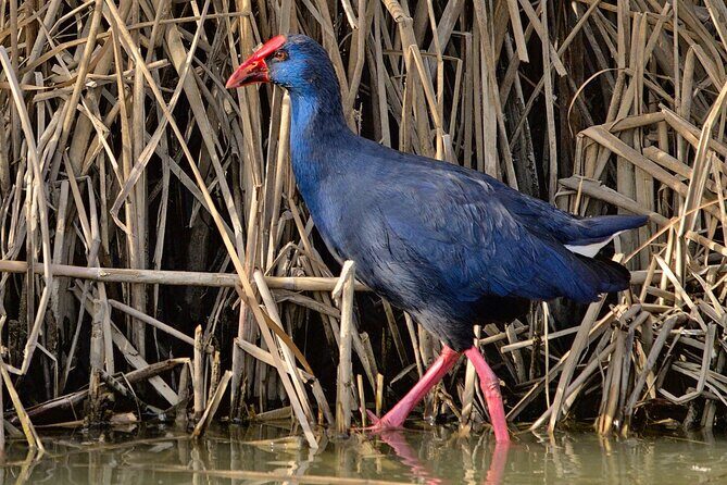 Birding & Photography Day Trip to Doñana from Seville - Optics included: binoculars and scope, and how to use them
