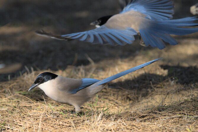 Birding & Photography Day Trip to Doñana from Seville - Photography reality check: what you can and can’t control