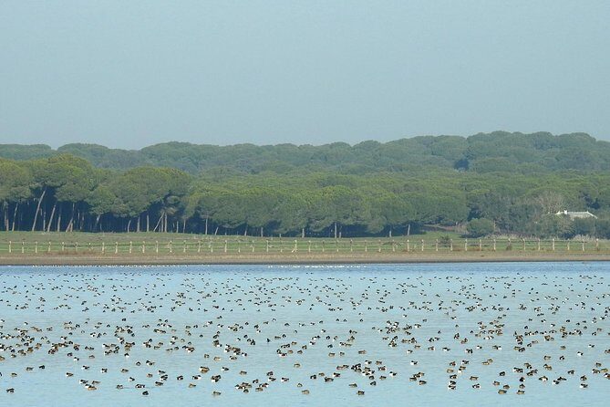 Birding & Photography Day Trip to Doñana from Seville - The habitat tour: marshlands, umbrella pines, and rice paddies