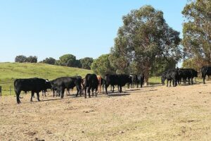 Bull Breeding Farm: Guided Half-Day Tour from Seville - Getting to the countryside: the Seville pickup setup