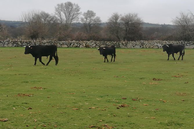 Bull Breeding Farm: Guided Half-Day Tour from Seville - The tour’s pacing: minivan comfort and a short day structure