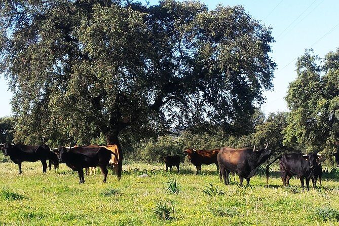Bull Breeding Farm: Guided Half-Day Tour from Seville - Language and experience fit: who this tour works best for