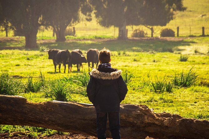 Bull Breeding Farm: Guided Half-Day Tour from Seville - Should you book this Bull Breeding Farm tour from Seville?