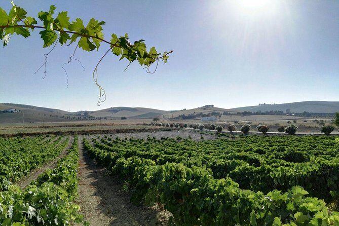 Cadiz and Jerez Day Trip from Seville - The guides make or break the experience