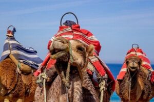 Chefchaouen Day Trip from Seville - Price and Value: What You’re Paying For (and What’s Extra)