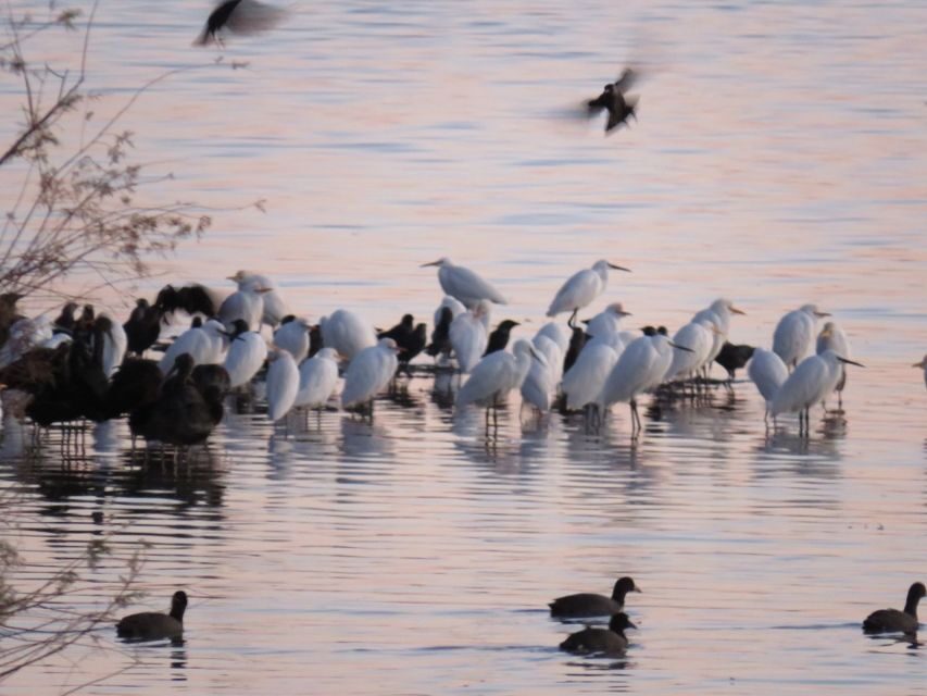 Doñana National Park: 2-Day Tour from Seville - Marismeño Lunch: A Food Stop With Local Logic