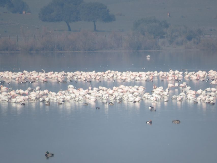 Doñana National Park: 2-Day Tour from Seville - Doñana in Two Days: What You Really Get