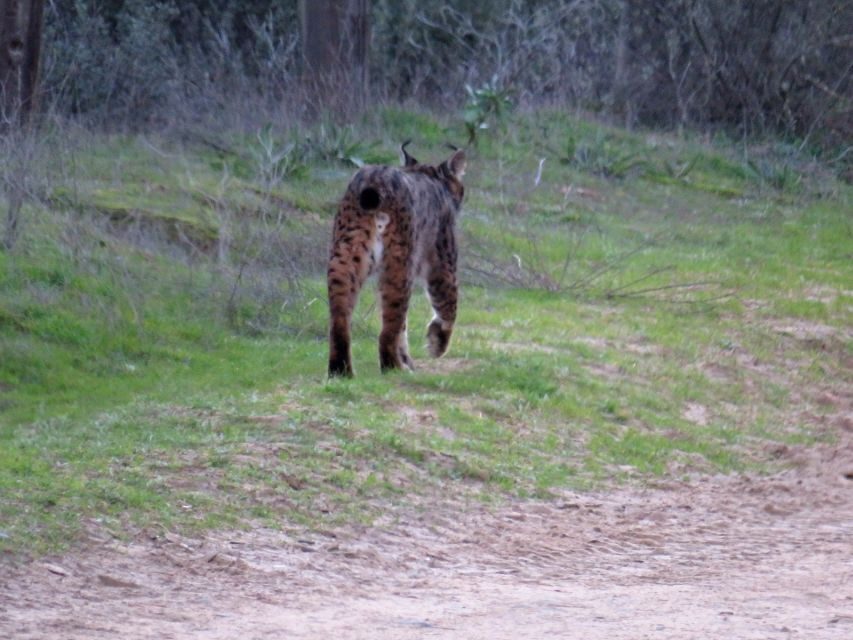 Doñana National Park: 2-Day Tour from Seville - Sunset Jeep Ride in a Wooded Area for Storks