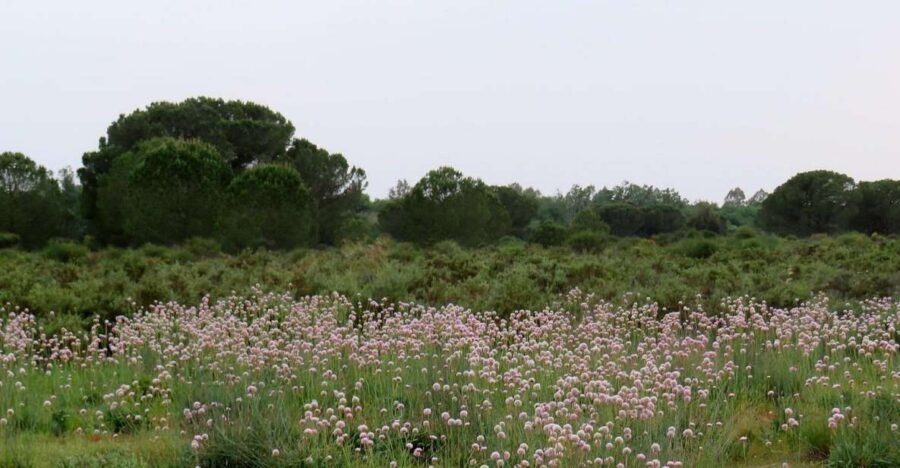 Doñana National Park: 2-Day Tour from Seville - Overnight Near the Park: Comfort and Meal Reality Checks