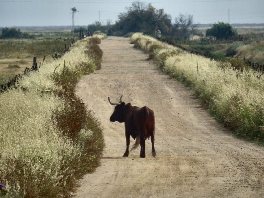 Doñana National Park: 2-Day Tour from Seville - Day 2: El Acebuche, the Visitor Center, and Southern Doñana