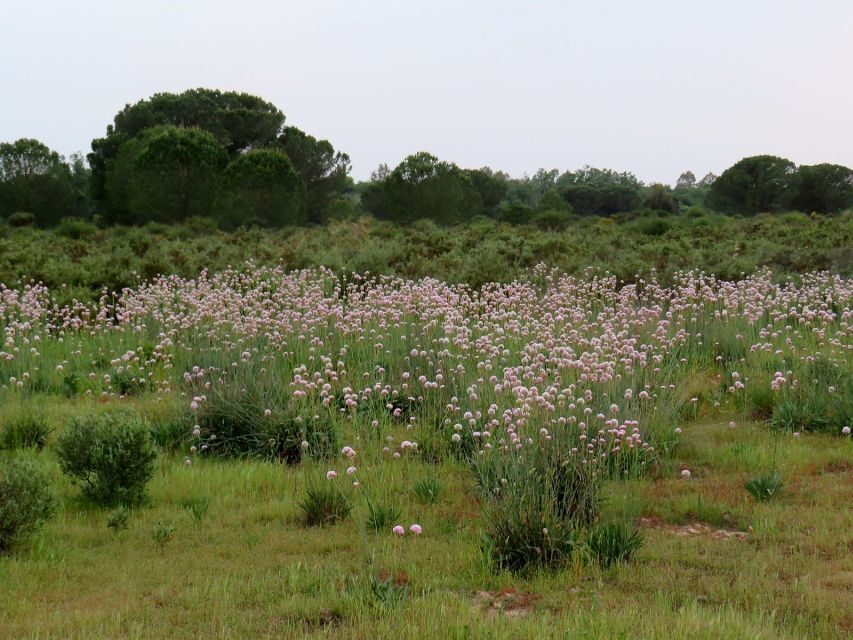 Doñana National Park: 2-Day Tour from Seville - The 4-Hour Off-Road Truck to Sanlúcar de Barrameda
