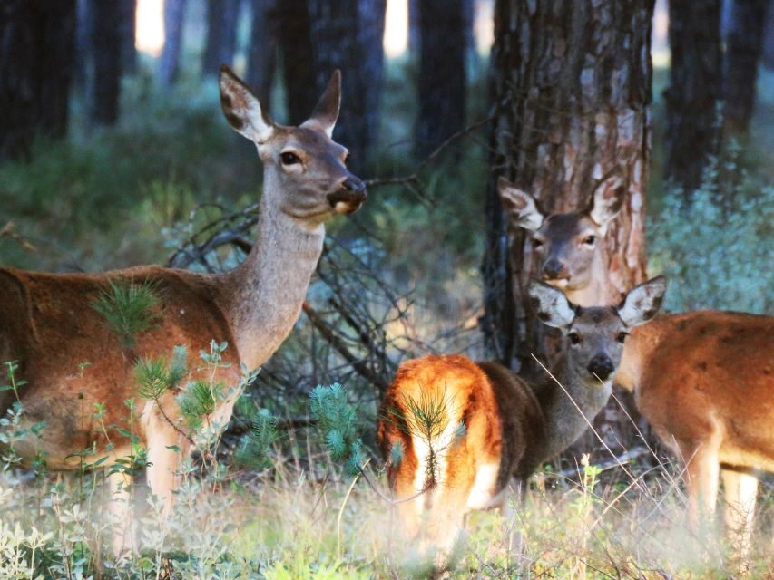 Doñana National Park: 2-Day Tour from Seville - Day 1: Seville to El Rocío and the La Rocina Walk