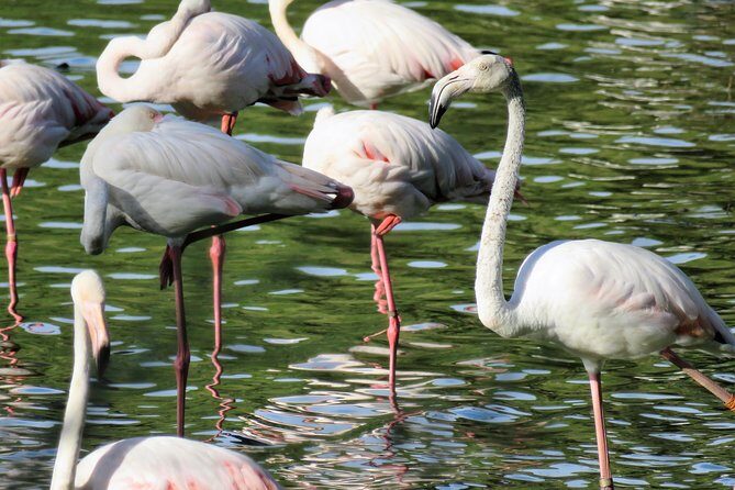 Donana National Park and El Rocío: Guided Tour from Seville - Key things to know before you go