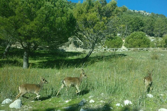 Donana National Park and El Rocío: Guided Tour from Seville - Why Doñana and El Rocío are worth the long day