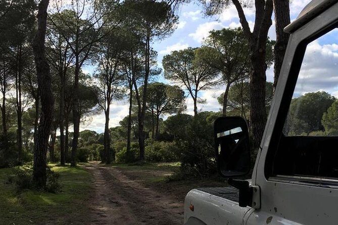 Donana National Park and El Rocío: Guided Tour from Seville - Matalascanas and the dunes: the Atlantic side of the Doñana story