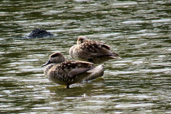 Donana National Park and El Rocío: Private Tour from Seville - Palacio del Acebrón: learning the park by comparing ecosystems