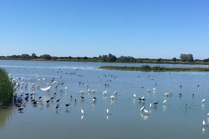 Donana National Park and El Rocío: Private Tour from Seville - Playa de Matalascanas: beach, then the mobile dunes lesson