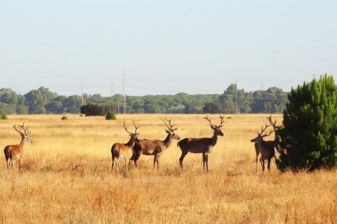 Donana National Park: Guided Day Tour from Seville - Wildlife odds: birds are the sure bet, lynx is the bonus