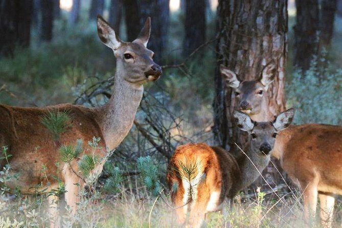 Donana National Park: Guided Day Tour from Seville - Price and time: is $95.34 worth it for 10 hours?
