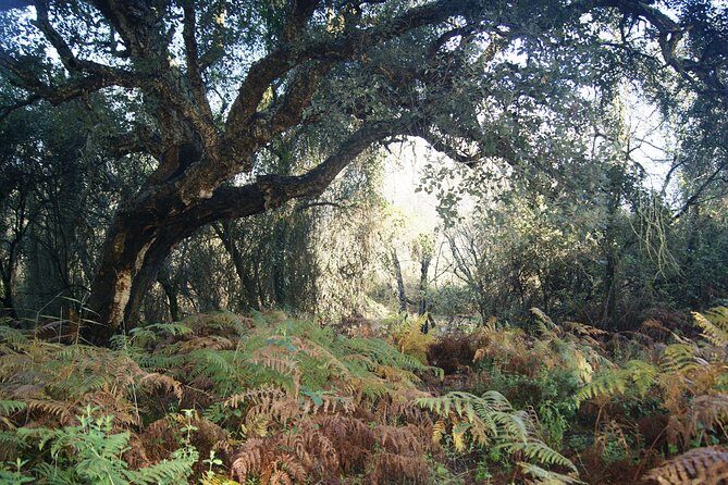 Doñana National Park in 4x4 and El Rocío - Acebrón Palace: a quick culture hit beside big nature