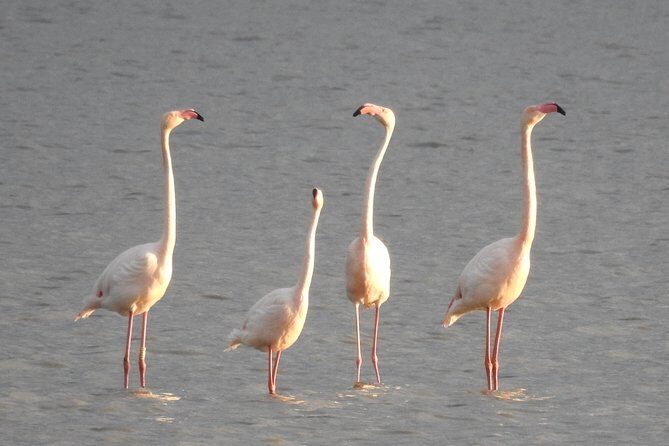 Doñana National Park in 4x4 and El Rocío - Who should book this Doñana + El Rocío day trip