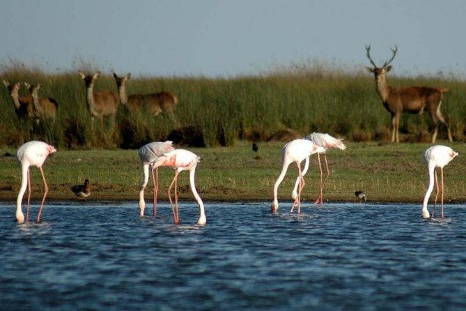 Donana National Park & Matalascanas Guided Tour from Seville - Getting There: Why This Doñana Tour Starts in Seville