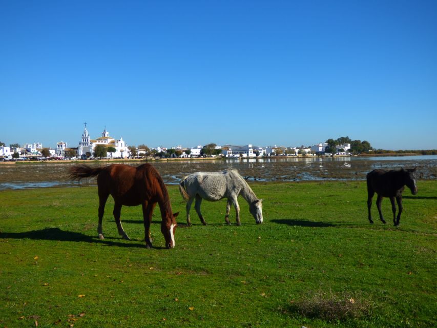 Doñana National Park Off-Road Tour from Seville - Timing, pace, and the back-comfort reality