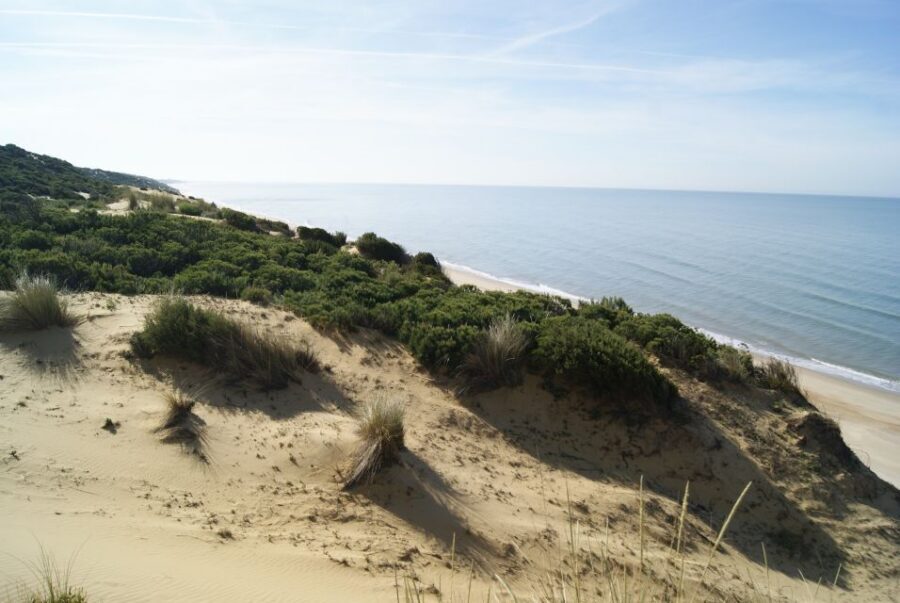 Doñana National Park Off-Road Tour from Seville - El Rocío time: pilgrimage town energy with your own lunch choice