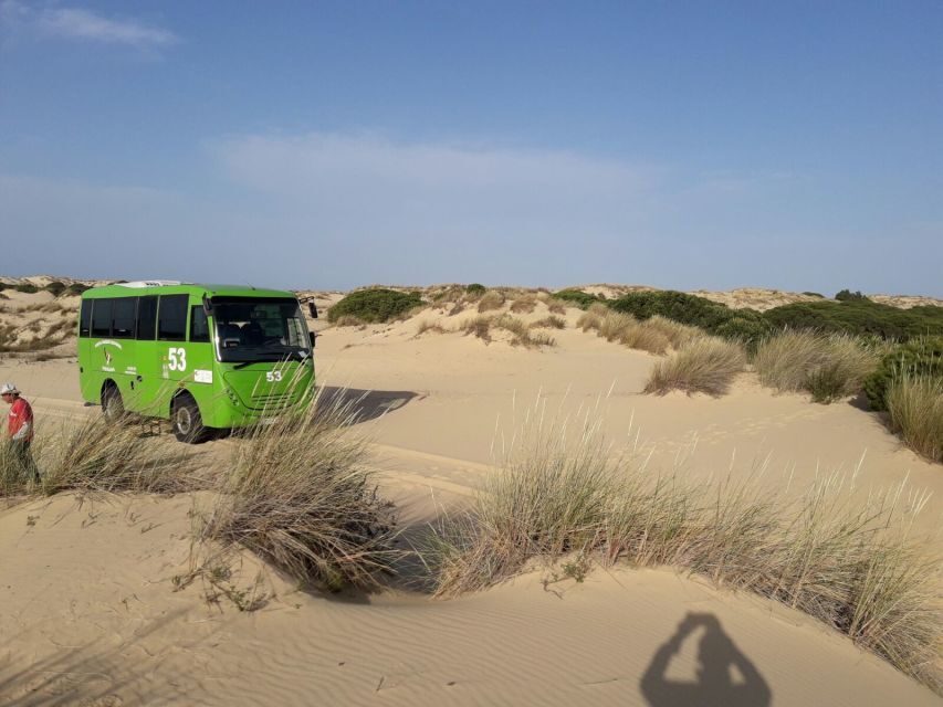 Doñana National Park Off-Road Tour from Seville - Walking the beach: why the seabird moment is more than a photo stop