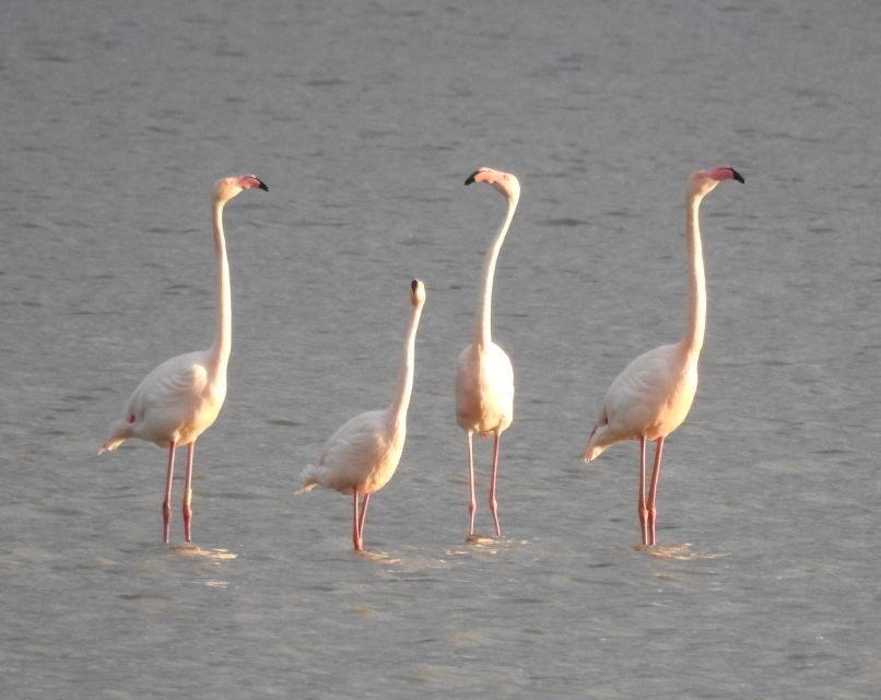 Doñana National Park Off-Road Tour from Seville - Price and value: is $105 the right deal for your priorities?