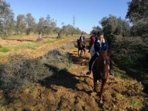 From Seville: Andalusian Horseback Ride - The Andalusian horse experience: what you’re actually riding
