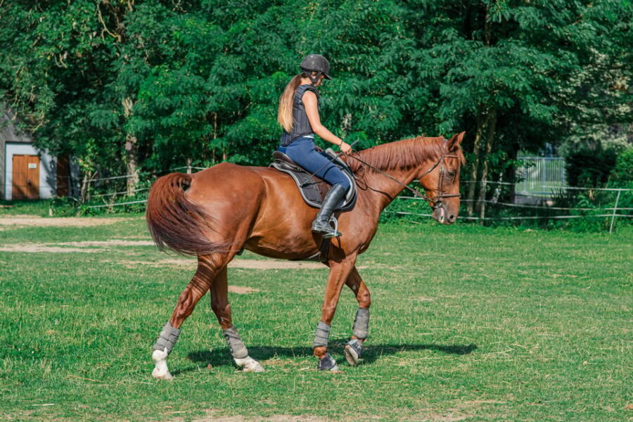 From Seville: Andalusian Horseback Ride - The family-run ranch side: why it feels human