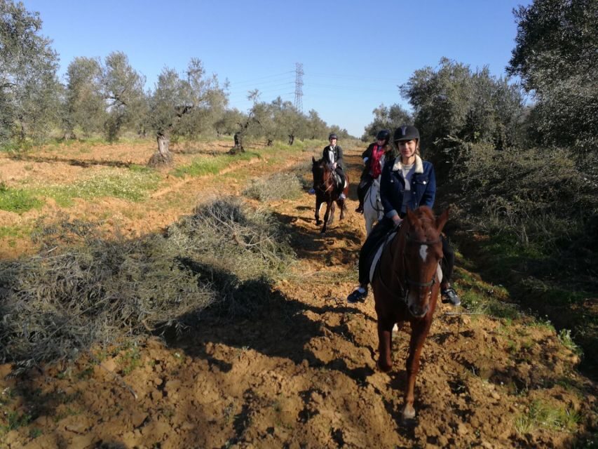 From Seville: Andalusian Horseback Ride - The Andalusian horse experience: what you’re actually riding