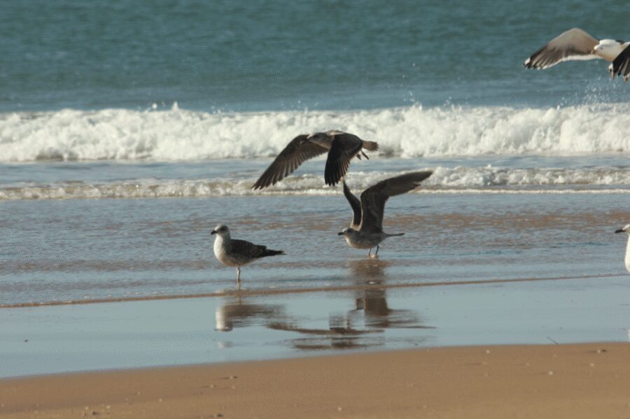 From Seville: Doñana, El Rocio, and Matalascañas Beach Tour - Why a one-day Doñana trip from Seville makes sense