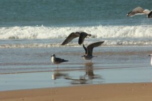 From Seville: Doñana, El Rocio, and Matalascañas Beach Tour - Riding Doñana at sunrise: 4WD, habitats, and Iberian lynx odds