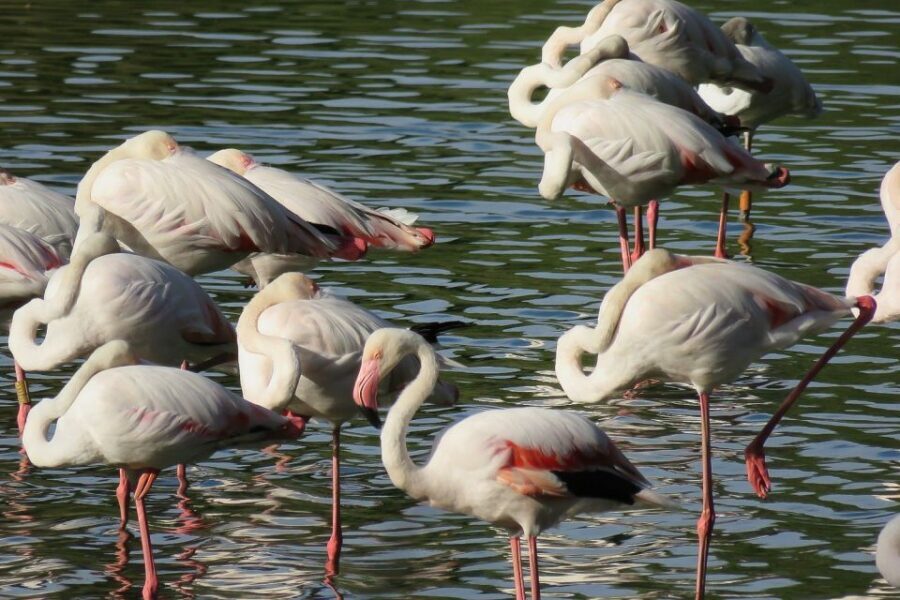 From Seville: Doñana National Park Day Trip - Key Things to Know Before You Go