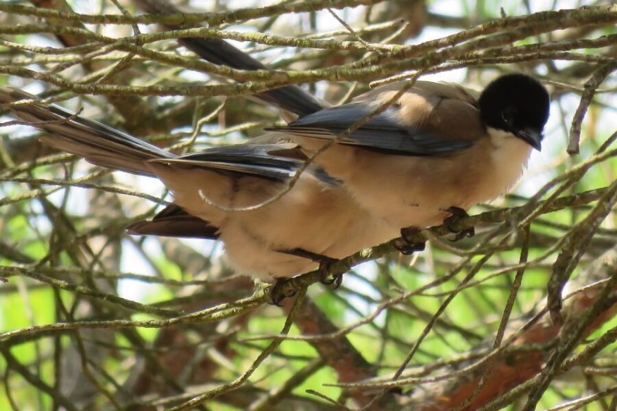 From Seville: Doñana National Park Day Trip - Price and Logistics: Is $105 Good Value?