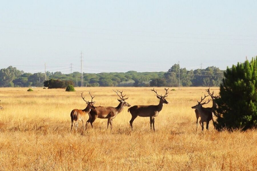 From Seville: Doñana National Park Day Trip - Why Doñana From Seville Feels Like More Than One Trip