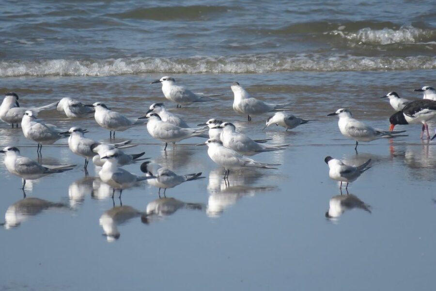From Seville: Doñana National Park Day Trip - Stork Rice Fields and the Big-Bird Sky Show