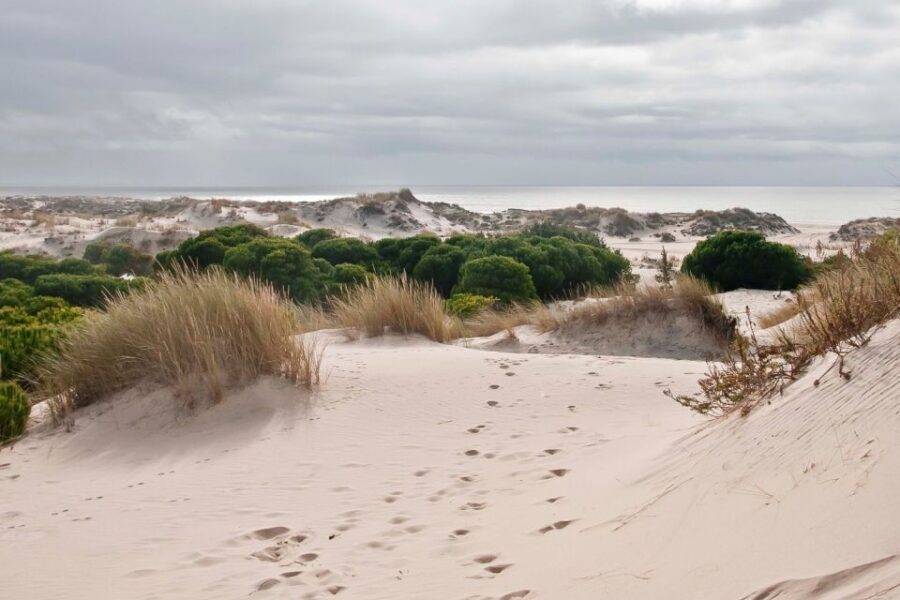 From Seville: Doñana National Park Day Trip - Matalascanas and the Atlantic Stop: Beach Time Plus Dunes