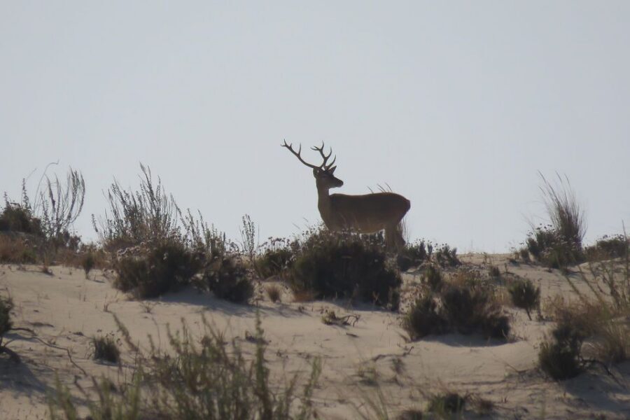 From Seville: Doñana National Park Day Trip - First Leg: Seville Pickup and the Run Toward Coria del Río