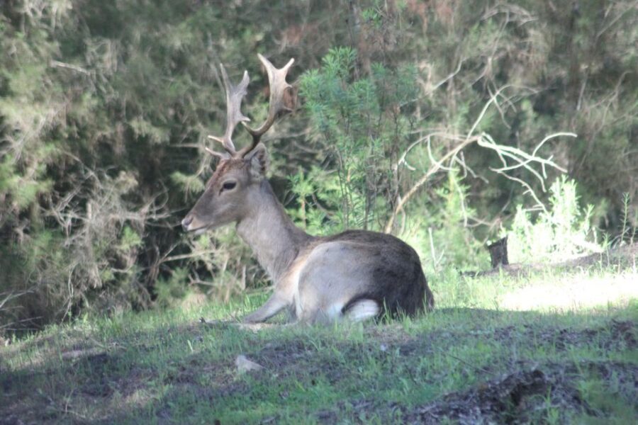 From Seville: Doñana National Park Full-Day Private Tour - Key highlights worth your attention