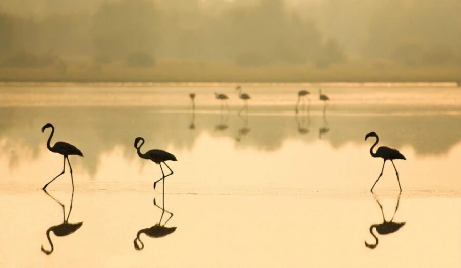 From Seville: Doñana National Park Full-Day Private Tour - El Rocío village: 13th-century pilgrimage atmosphere and the Virgin and Child statue
