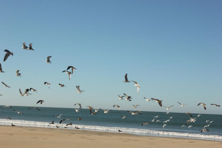 From Seville: Doñana National Park Full-Day Private Tour - Should you book this Doñana day trip from Seville?