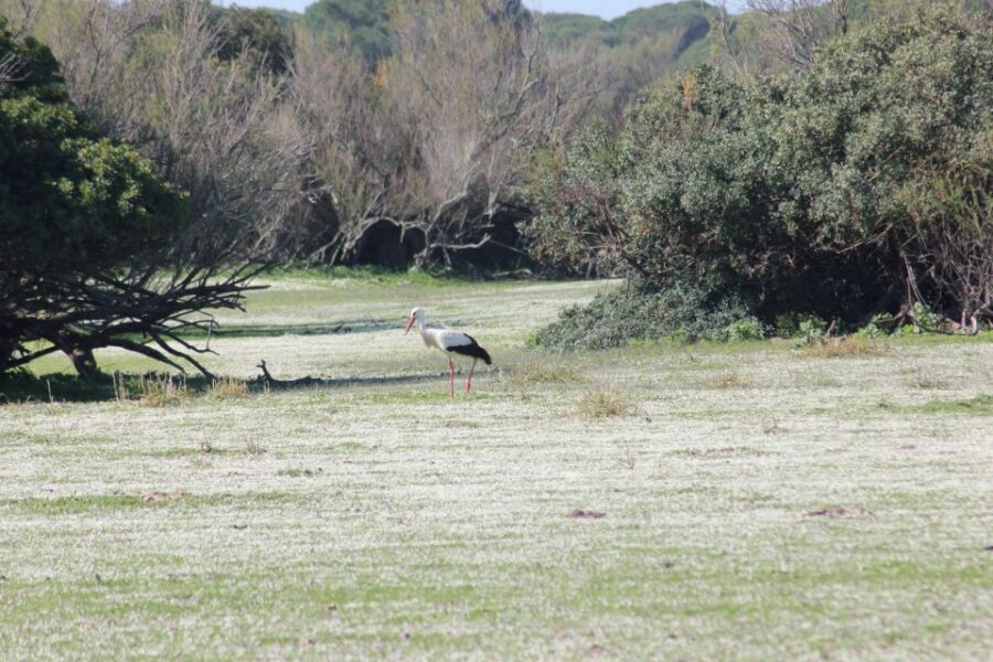 From Seville: Doñana National Park Full-Day Private Tour - Getting to Doñana from Seville: the long van ride that sets expectations