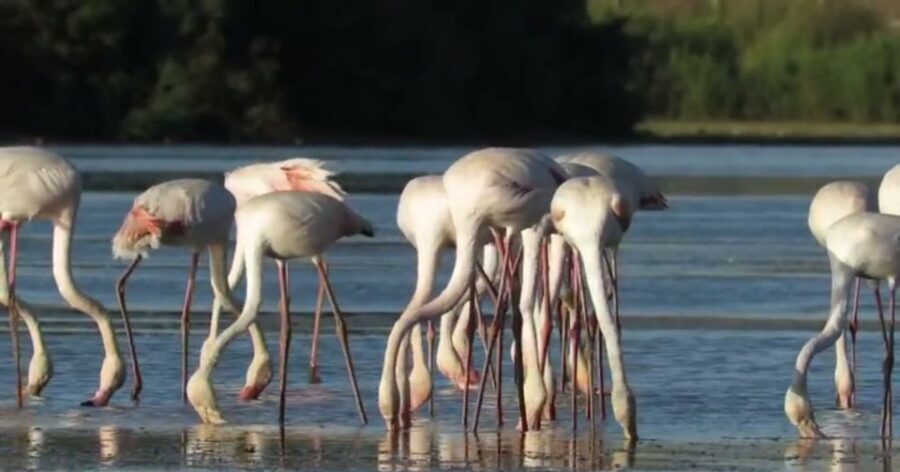 From Seville: Doñana Natural Park, El Rocio and Matalascañas - Should You Book This Doñana, El Rocío, Matalascañas Day Trip?